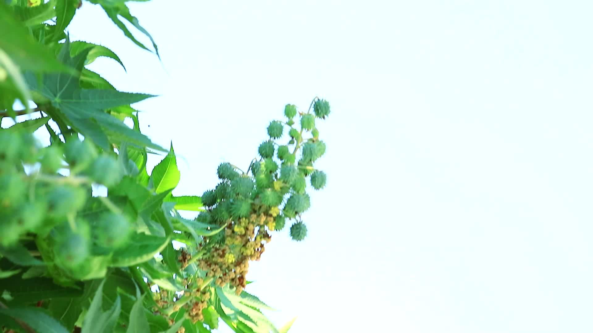 小型常年生油井植物被划分为灌木或高达6米视频的预览图