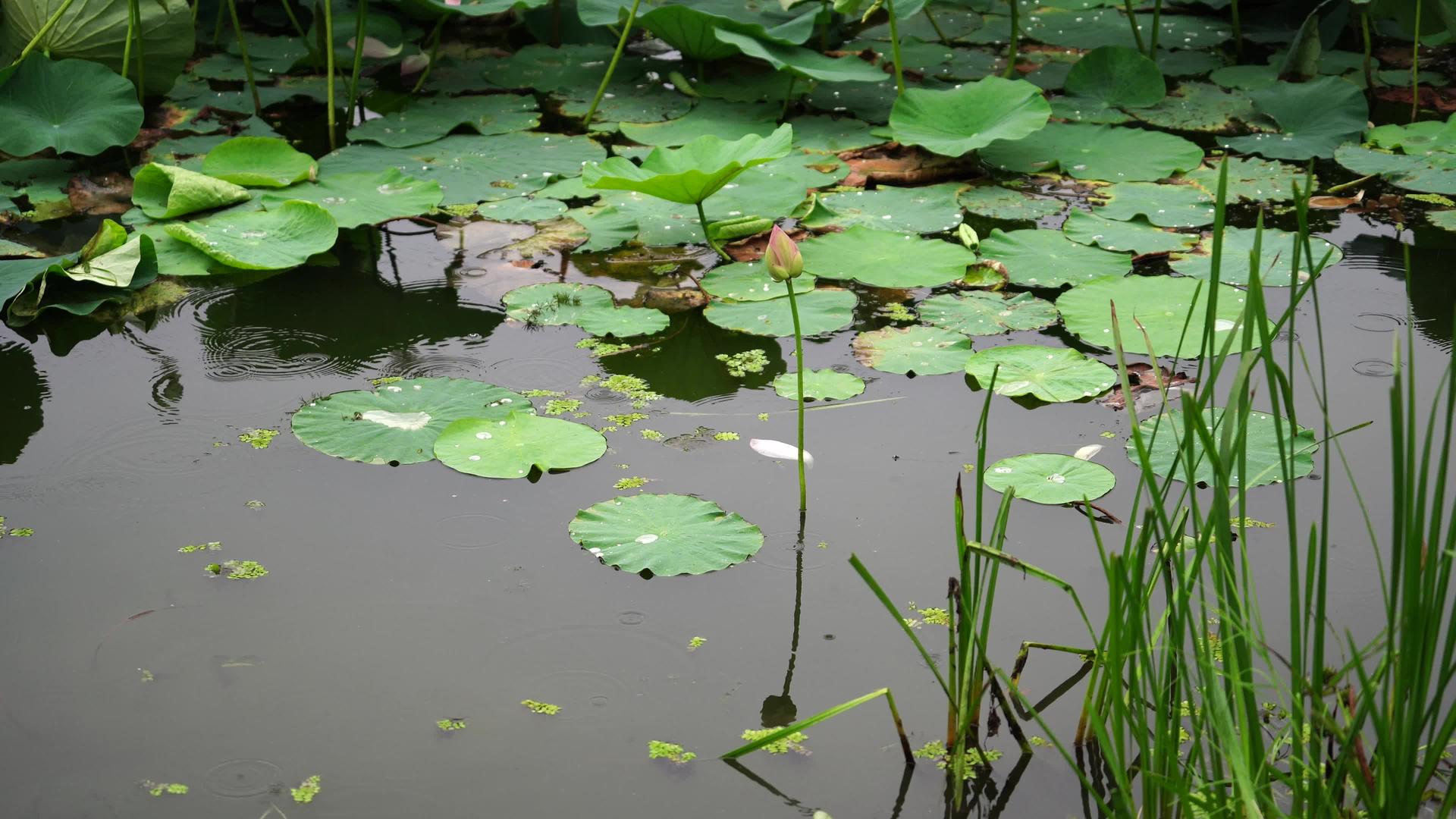 莲花池表面有雨滴的自然背景自然之美视频的预览图
