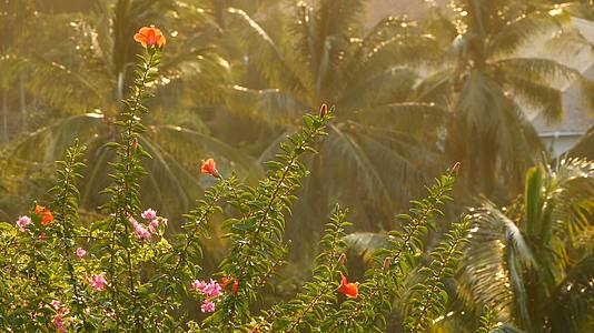 阳光下茂密的热带植被在明亮的金光下看到绿色的花朵和绿色的花朵视频的预览图