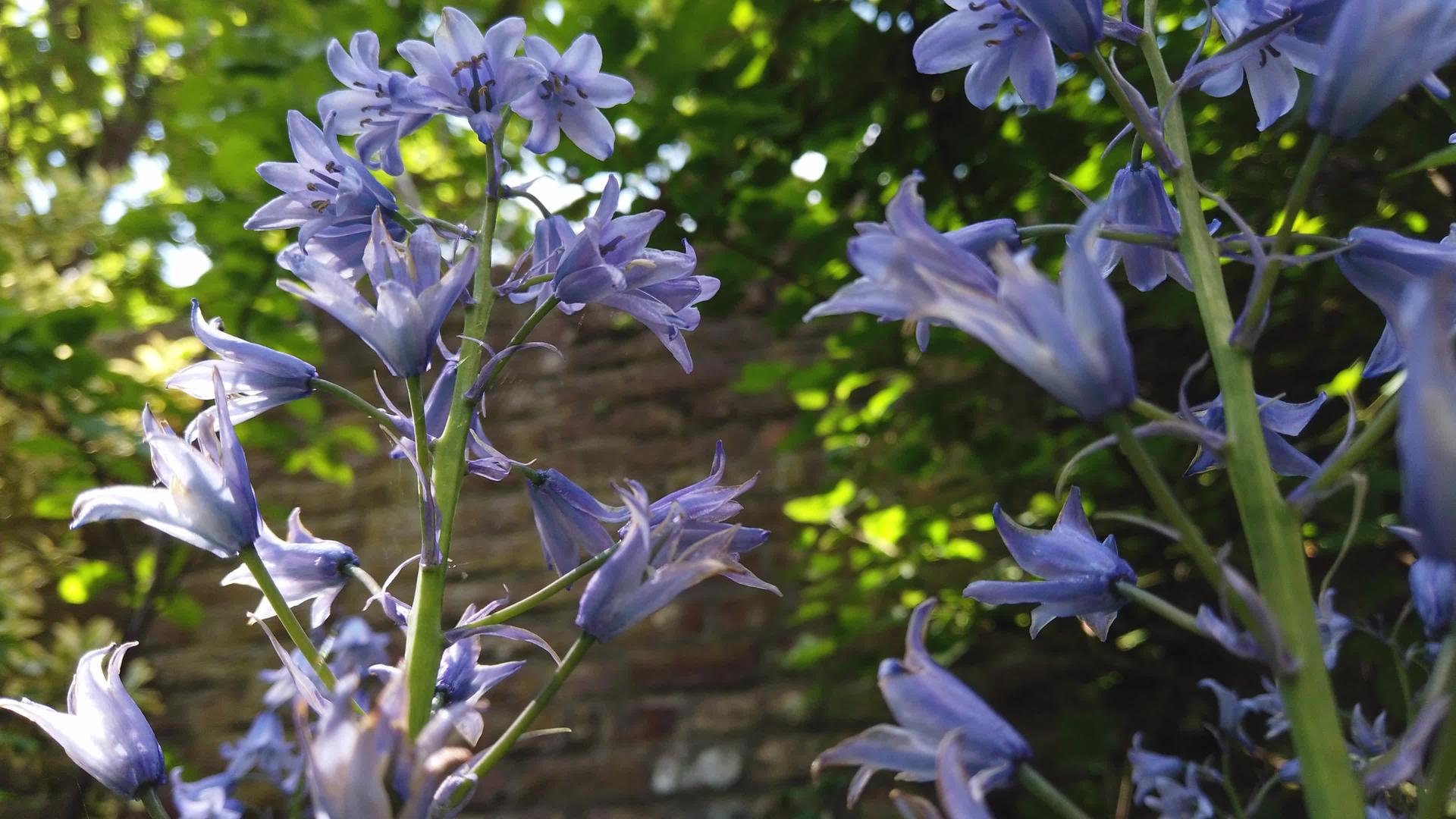Hyacinth时间间隔视频的预览图