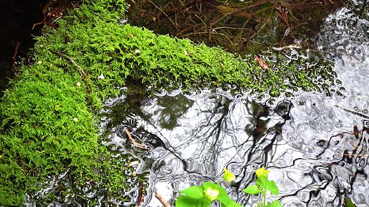 绿色的苔藓生长在潮湿的森林中靠近缓慢流动的水视频的预览图