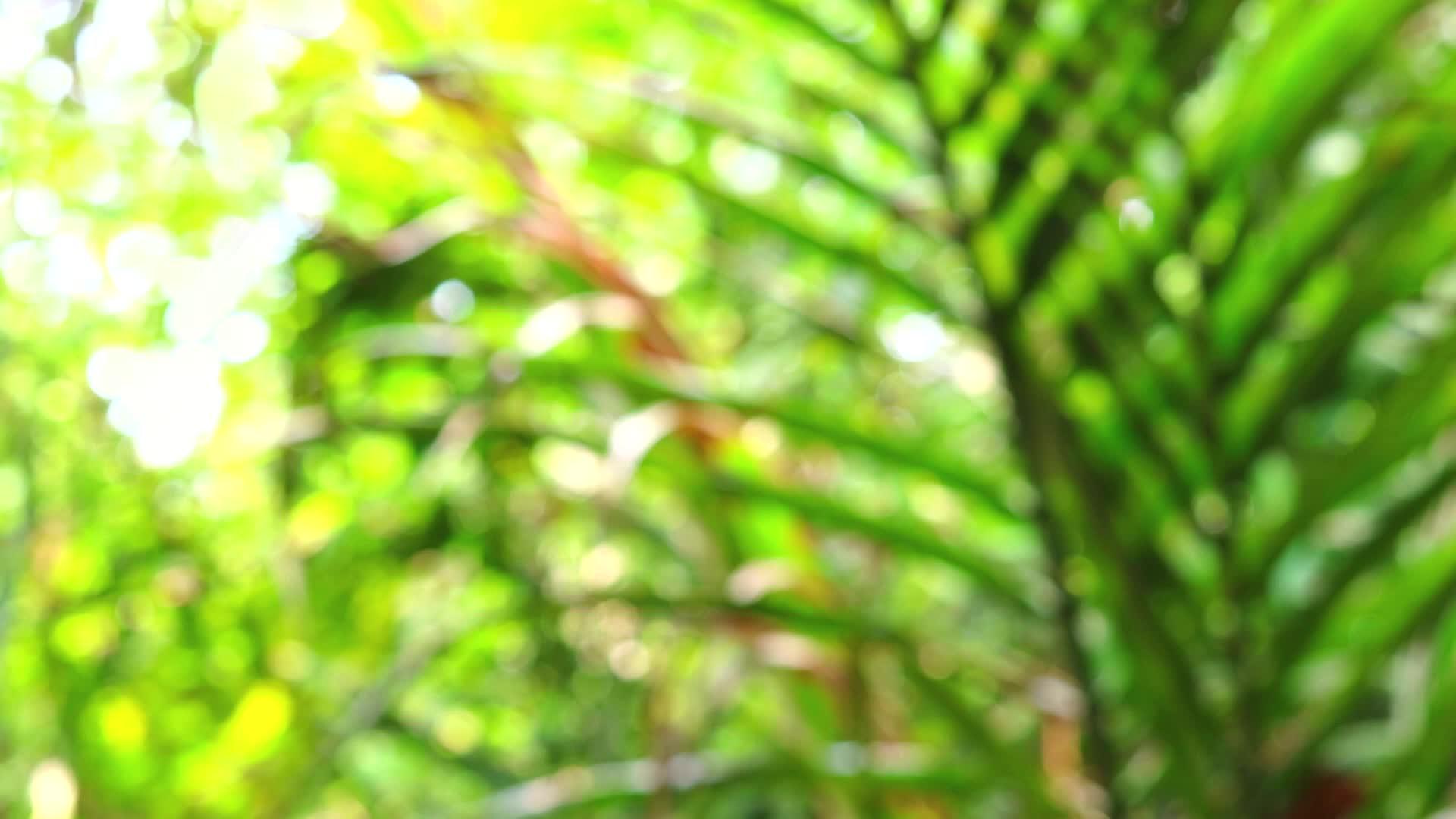 花园中模糊的绿色椰子叶风向移动视频的预览图