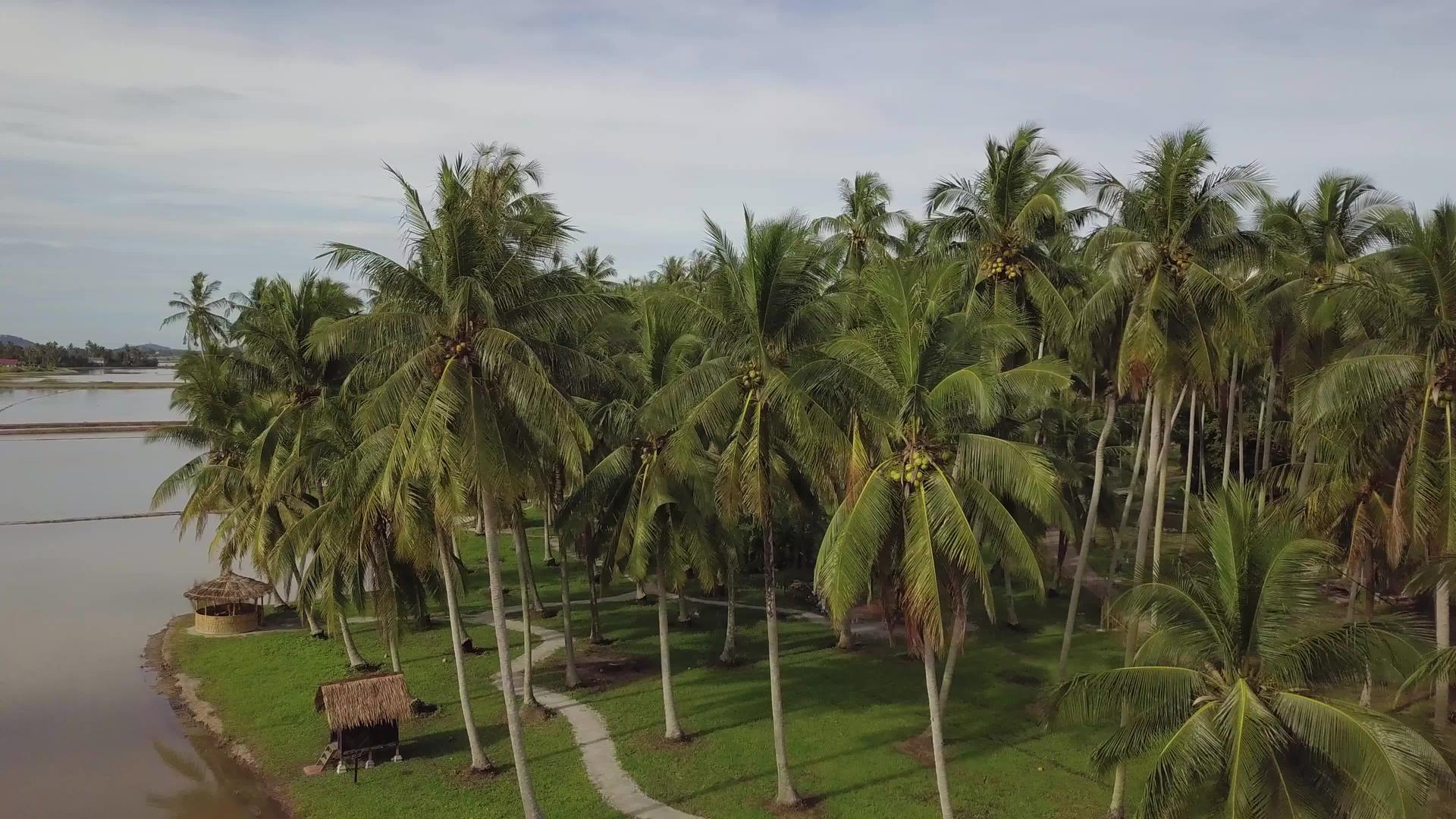 看看伯南椰子农场的小空小屋视频的预览图