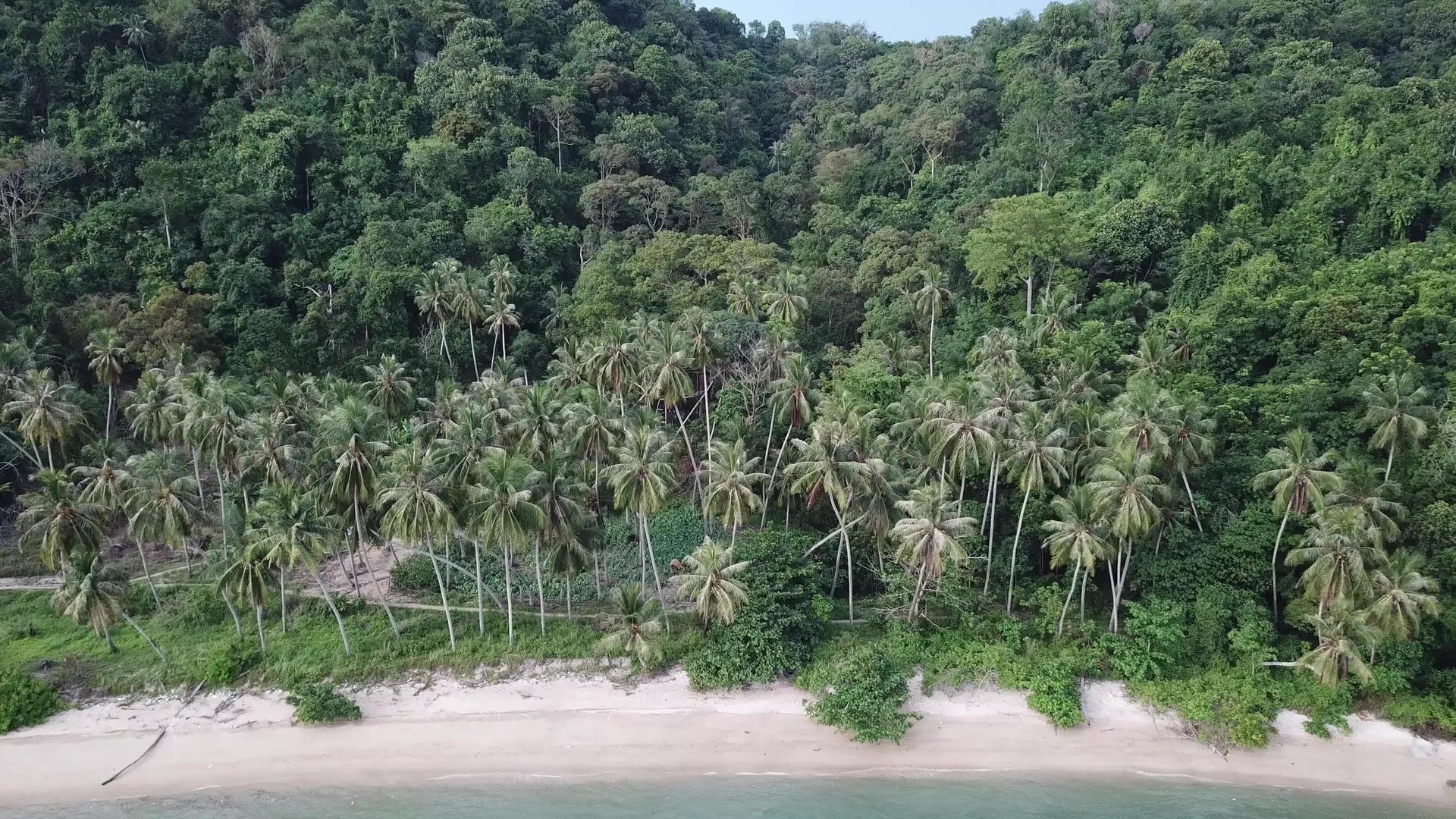 在海边看空中的椰子树视频的预览图