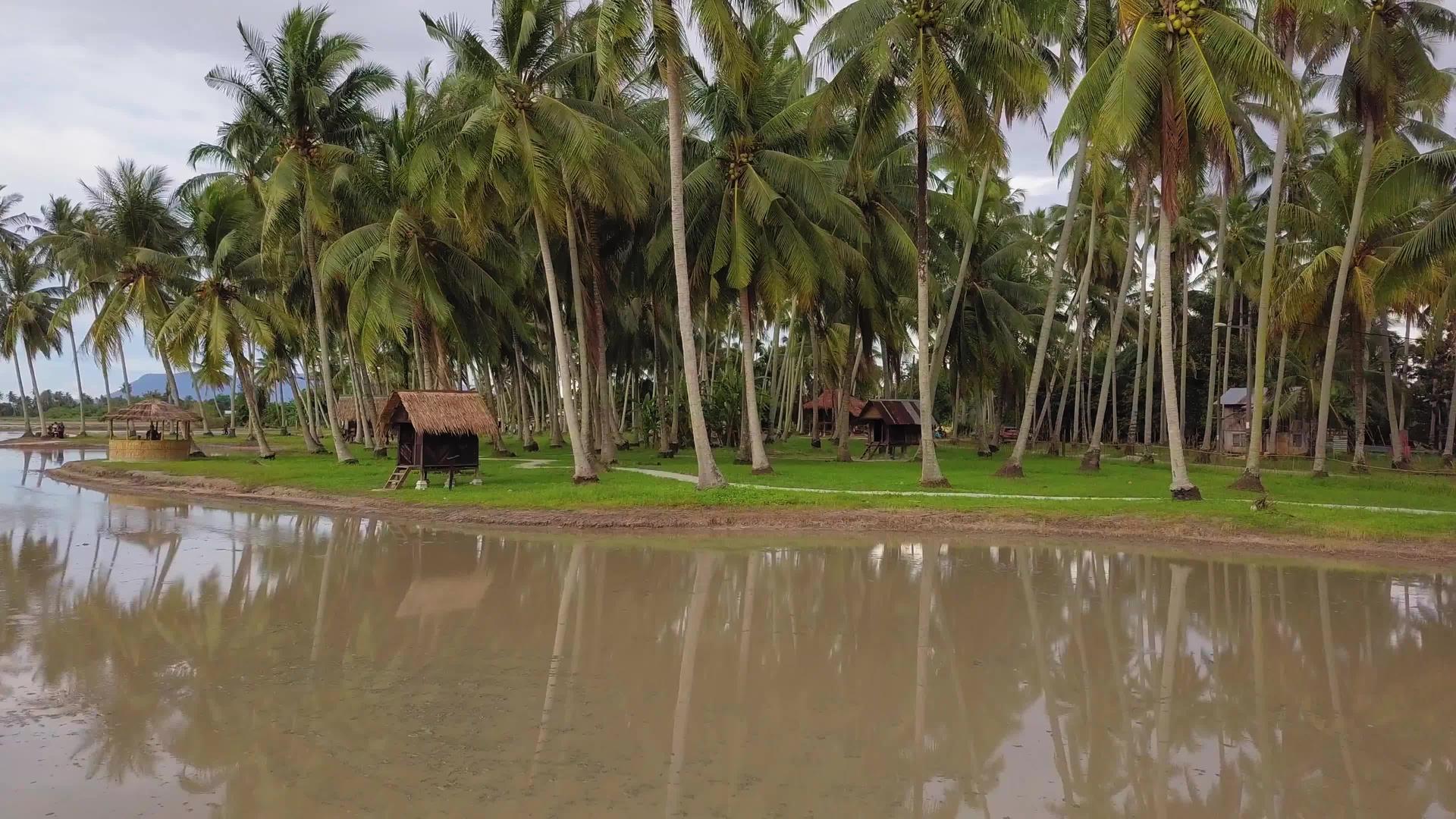 在椰子种植场看木屋视频的预览图