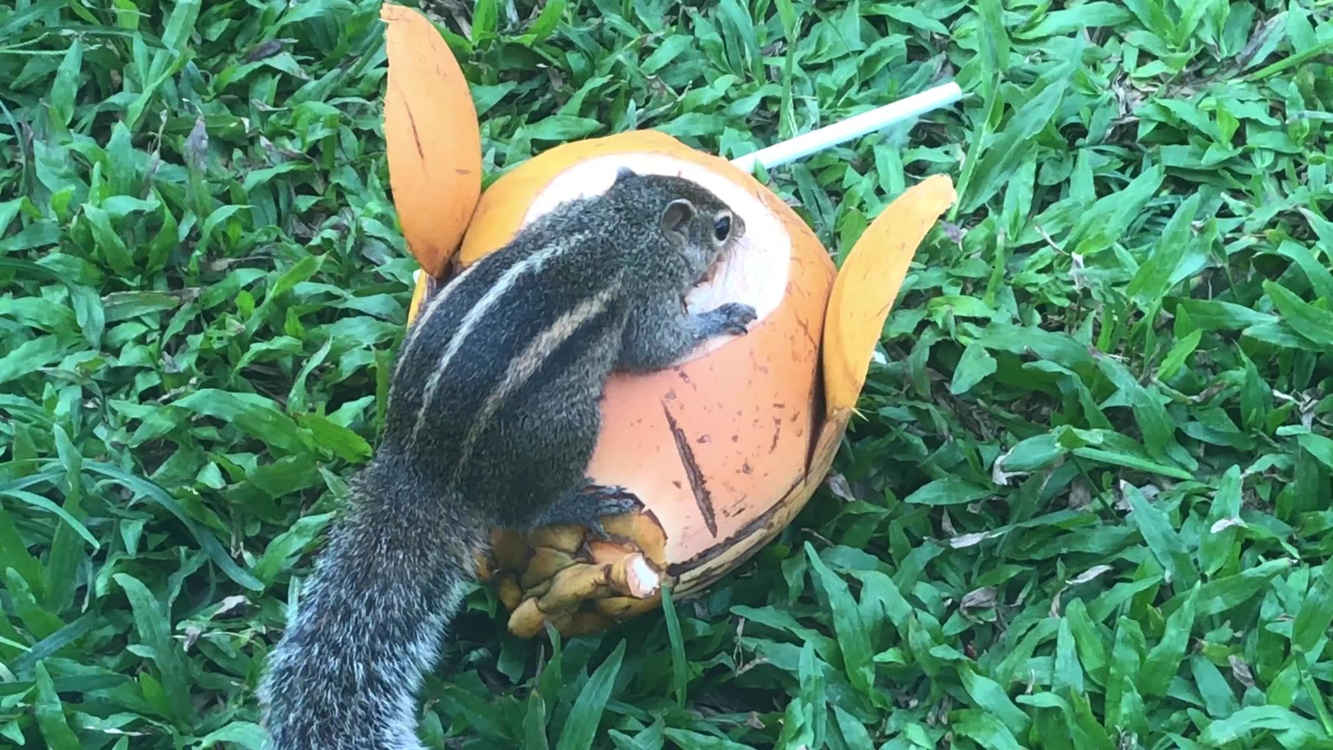 吃椰子的棕榈松鼠视频的预览图