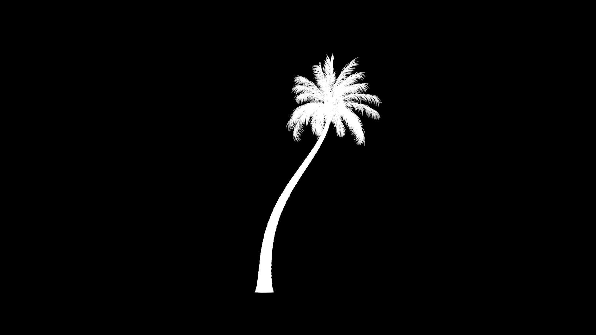 椰子椰子棕榈树时间折叠成种植时间长度的背面视频的预览图