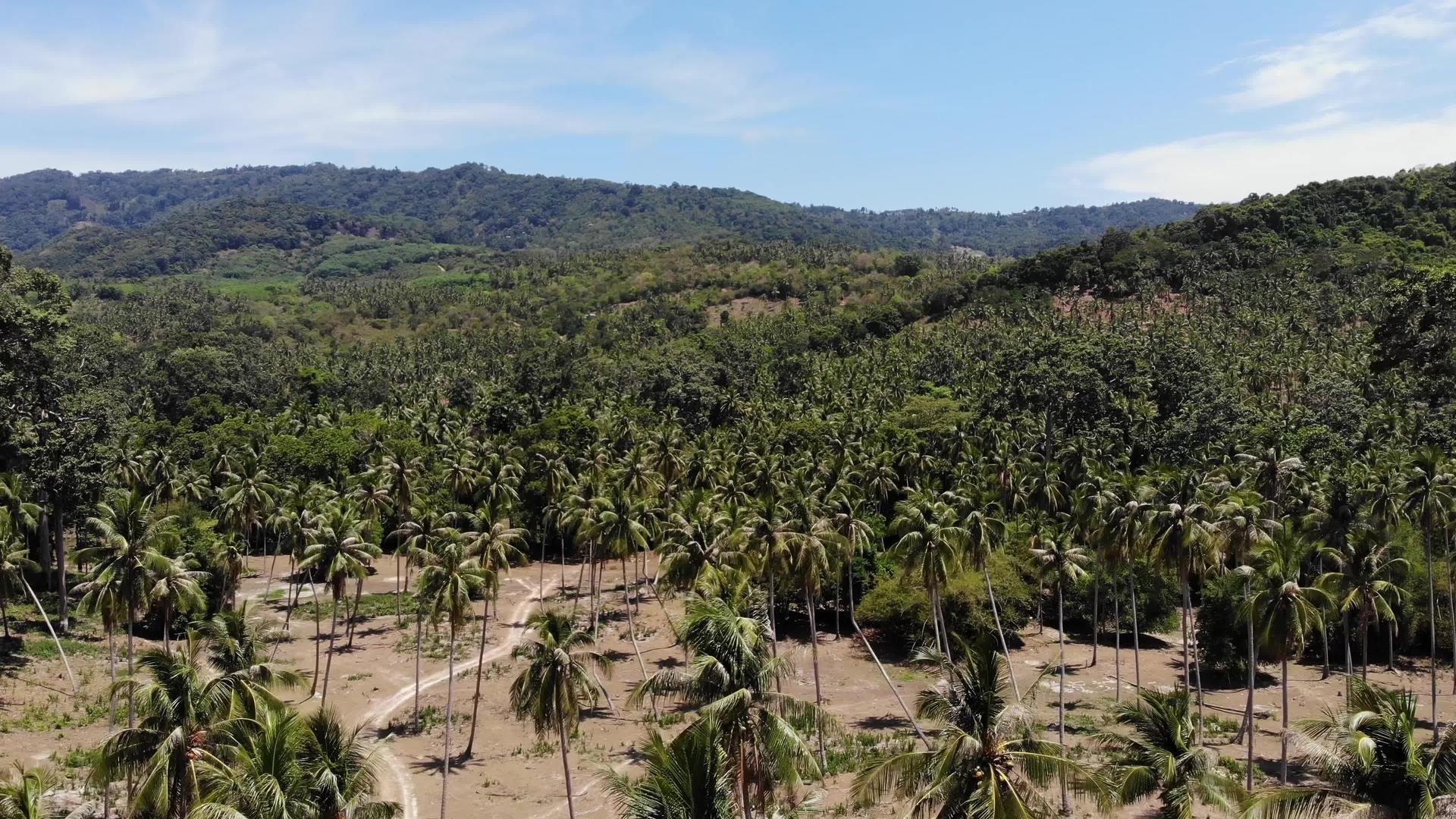 空中无人机视图岛屿景观椰子种植园泰国自然田园诗意视频的预览图