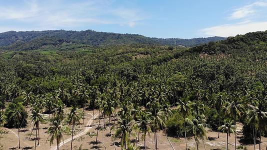空中无人机视图岛屿景观椰子种植园泰国自然田园诗意视频的预览图