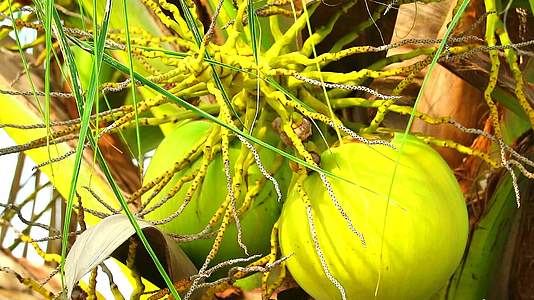 现代花园和绿叶椰子水果夏季风速波动1视频的预览图