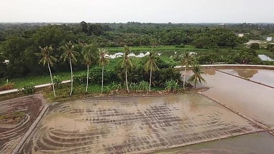 椰子树在稻田上方的轨道上拍摄视频的预览图