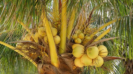 在阳光明媚的日子里异国情调的黄色未成熟的年轻新鲜椰子视频的预览图