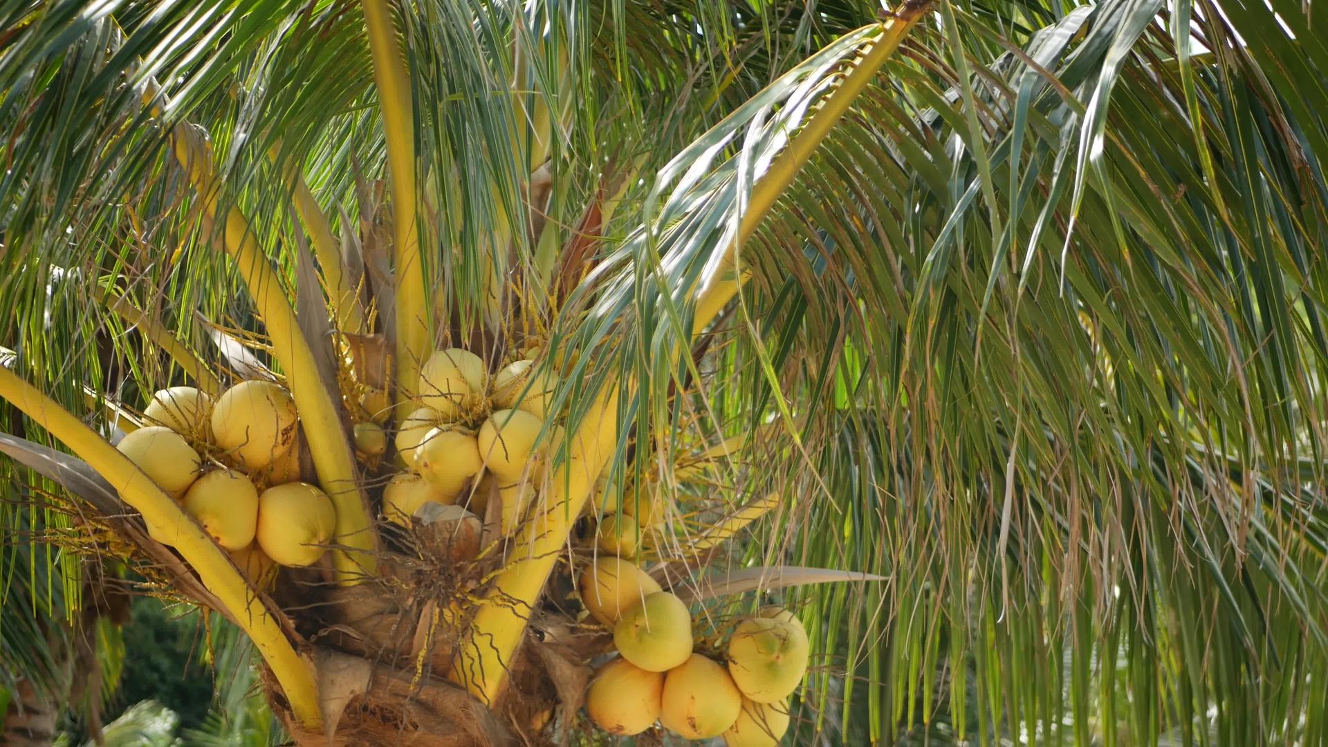 在阳光明媚的日子里异国情调的黄色未成熟的年轻新鲜椰子视频的预览图