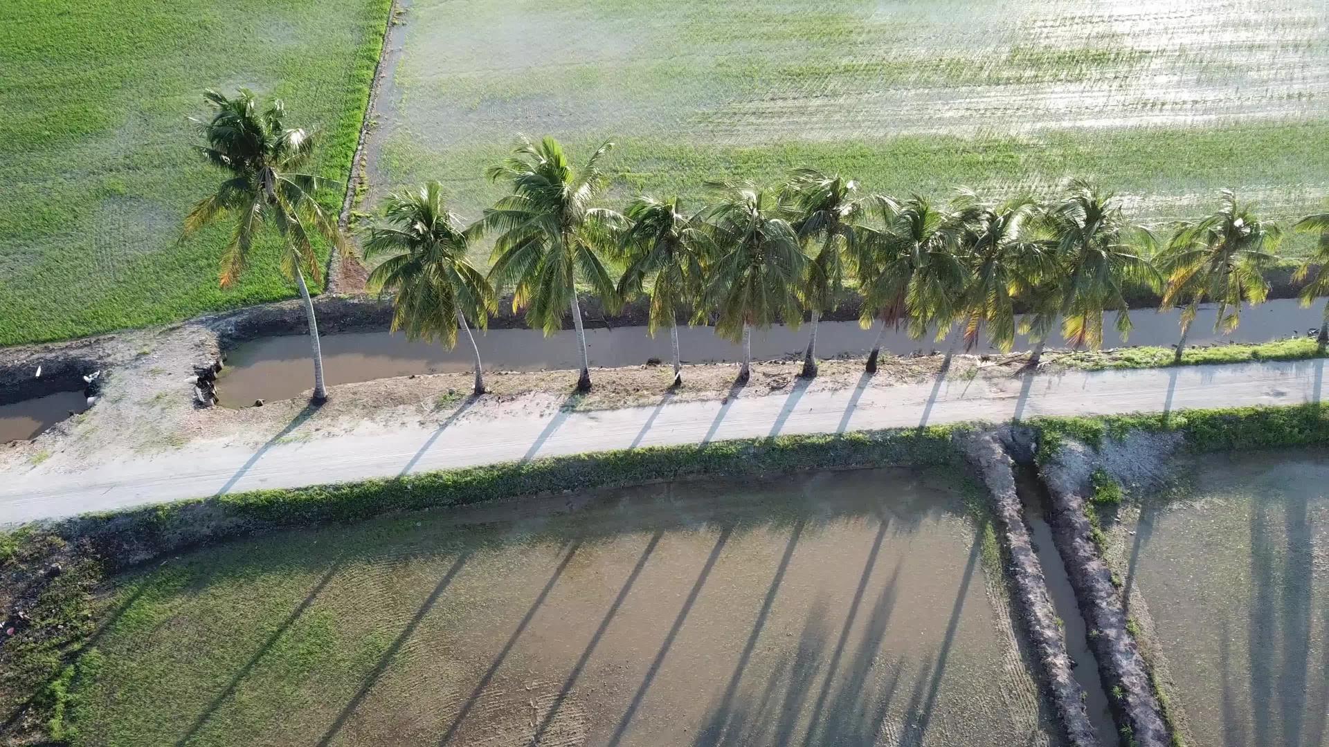 一排椰子树滑过稻田椰子树视频的预览图