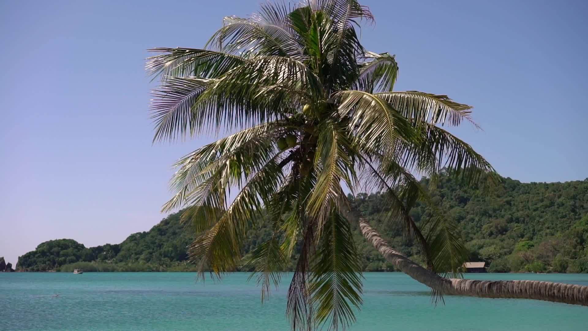 椰椰枣树视频的预览图