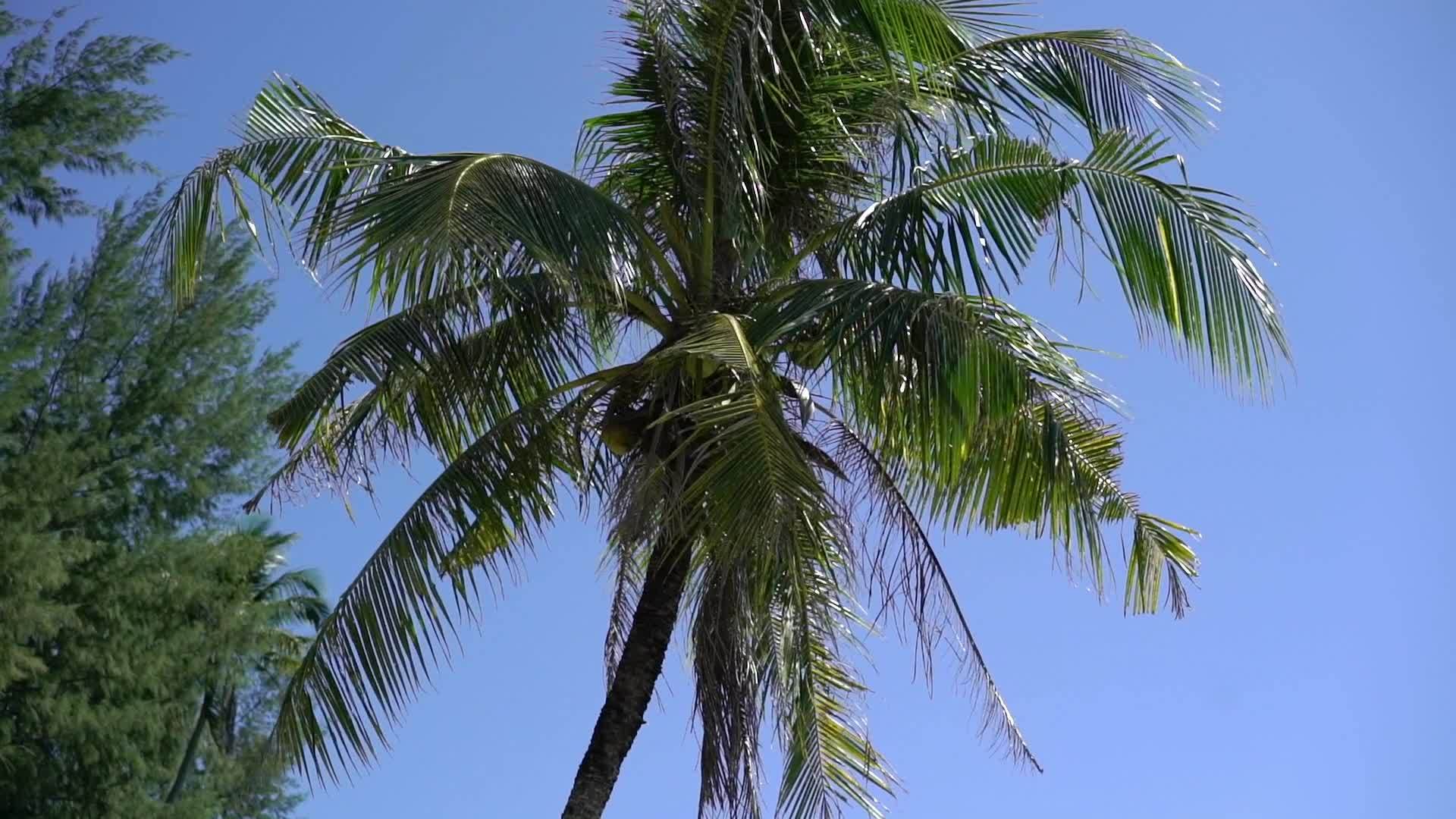 椰枣树上的椰子视频的预览图