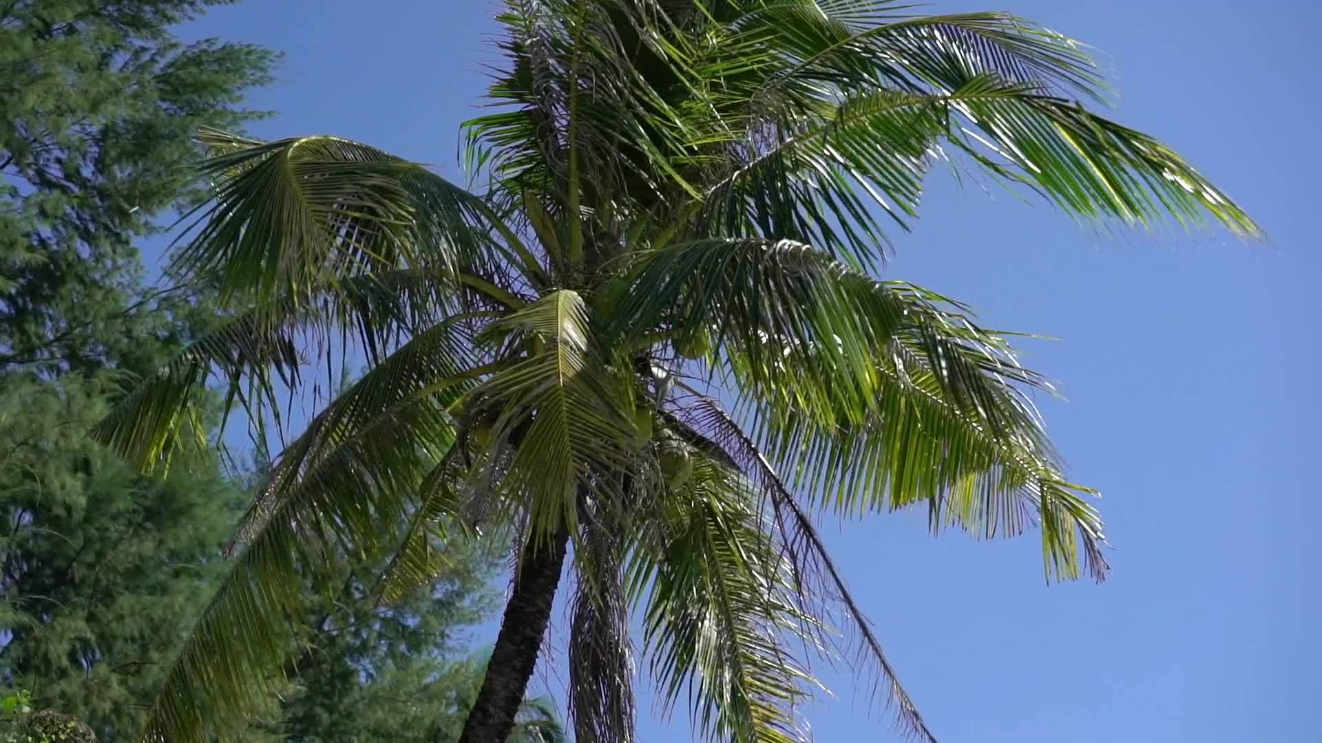 椰枣树上的椰子视频的预览图