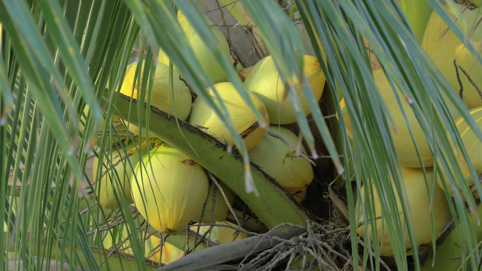 棕榈树上的黄绿色椰子和大叶子一样大视频的预览图