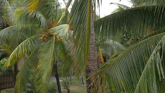 棕榈树上的黄绿色椰子和大叶子一样大视频的预览图