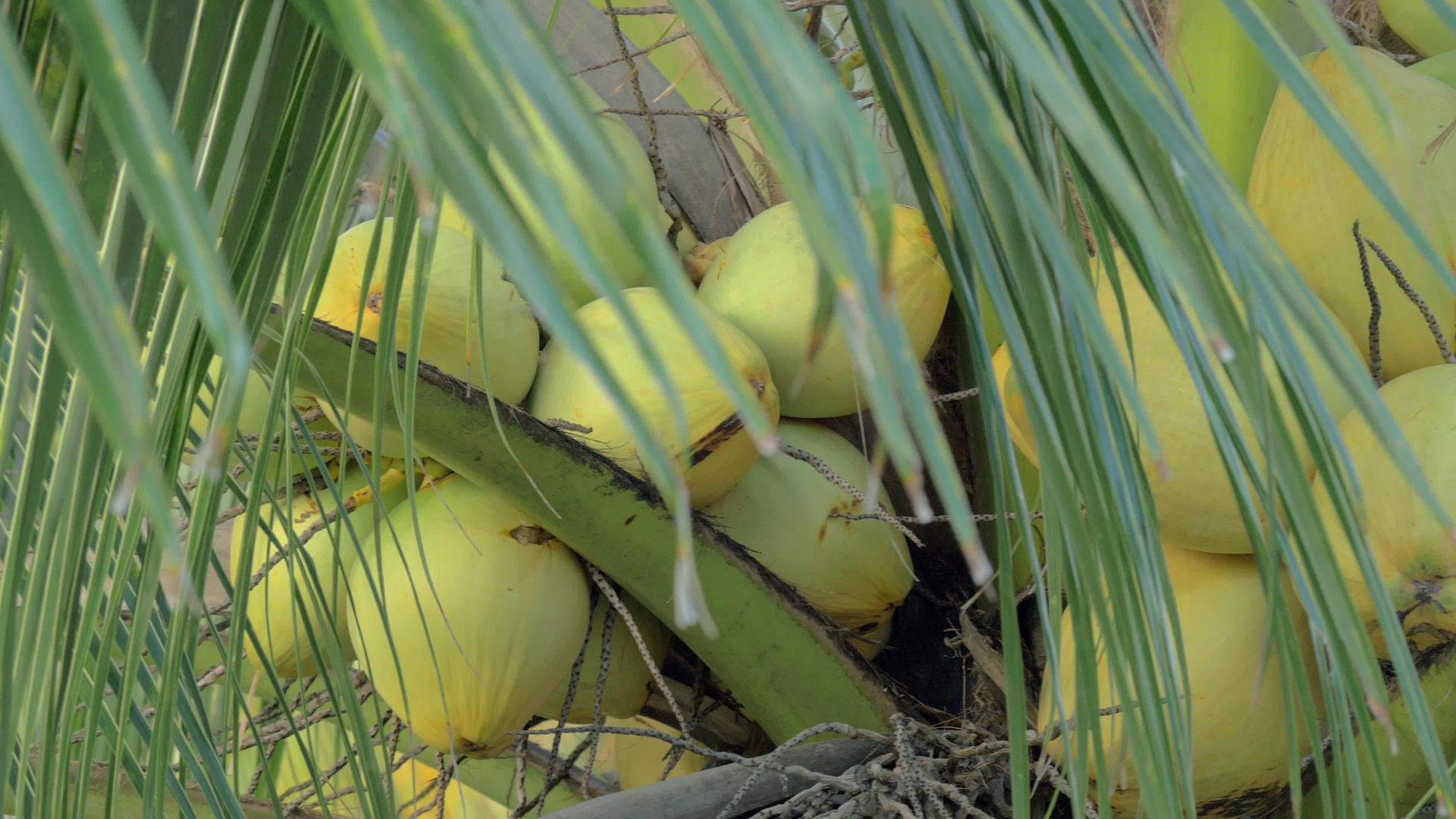椰子在棕榈树上视频的预览图