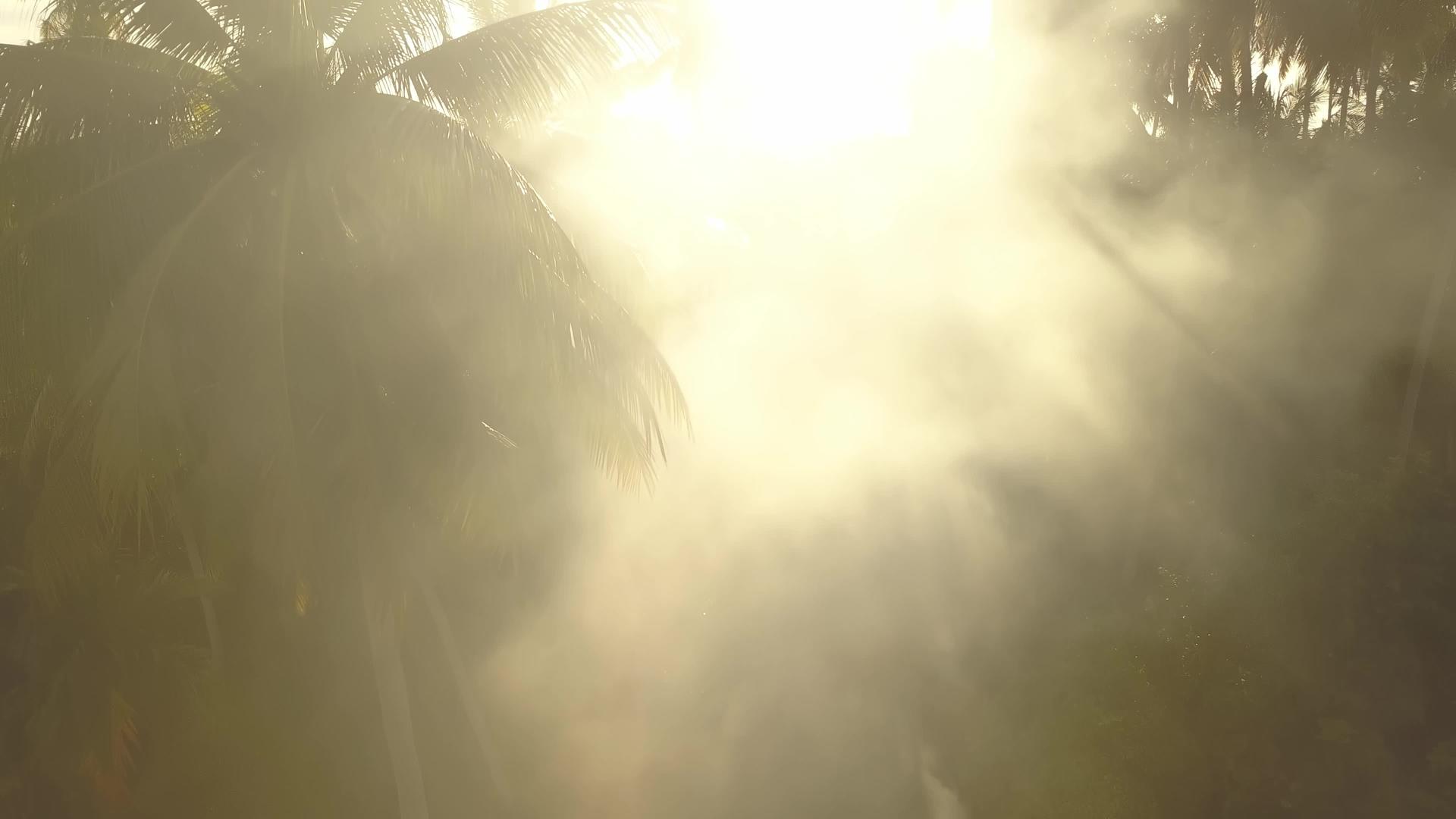 椰子树种植园的阳光和烟雾视频的预览图