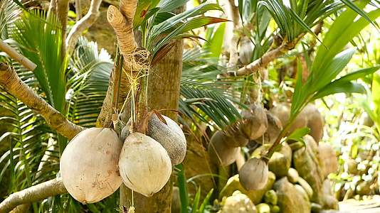 奇怪的热带椰子挂在棕榈上阳光照耀着绿叶KohPhangan视频的预览图