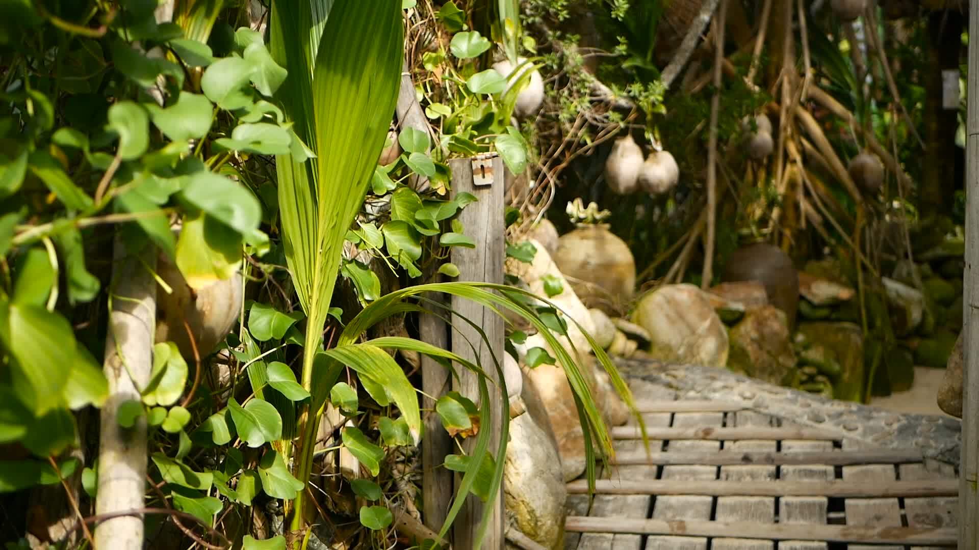 奇怪的热带椰子挂在棕榈上阳光照耀着绿叶KohPhangan视频的预览图