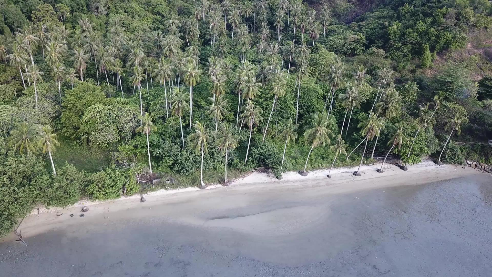 看看空中的椰子树视频的预览图