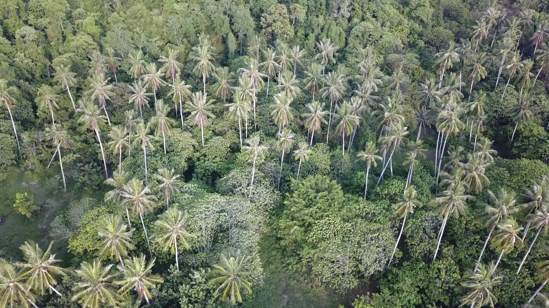 飞到巴图卡万附近的椰子树上视频的预览图