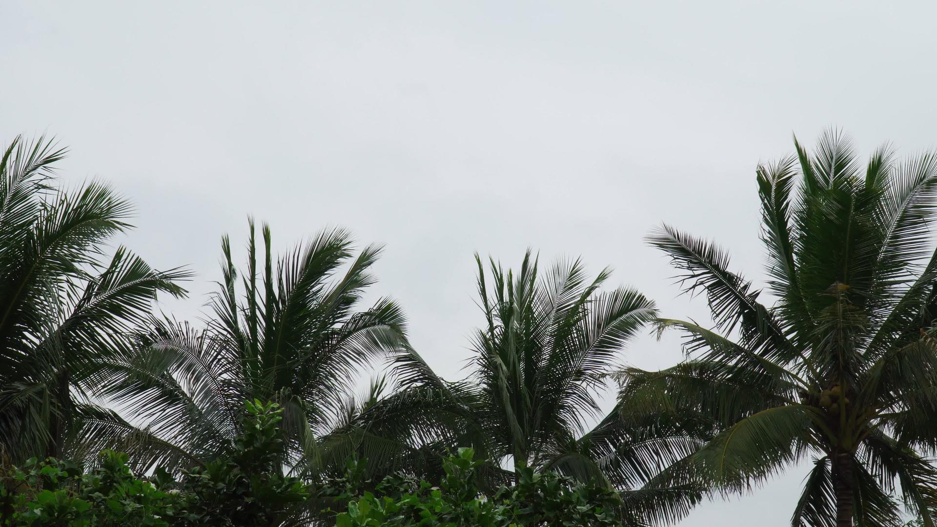 椰子叶在风中摇动与白色背景隔绝视频的预览图