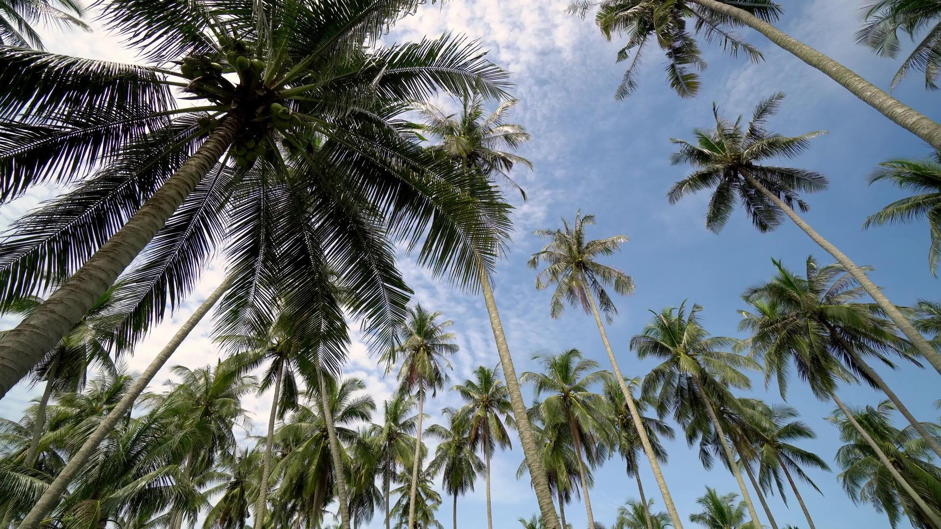去椰子种植园视频的预览图
