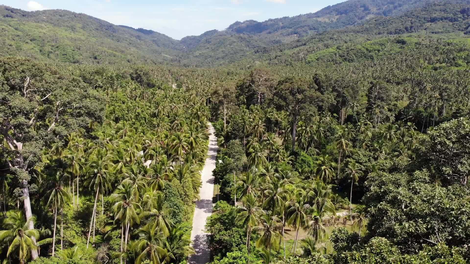 在泰国苏梅岛阳光明媚的日子里通过椰子种植园的道路穿过椰子种植园视频的预览图