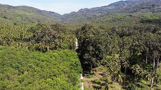 在泰国苏梅岛阳光明媚的日子里通过椰子种植园的道路穿过椰子种植园视频的预览图