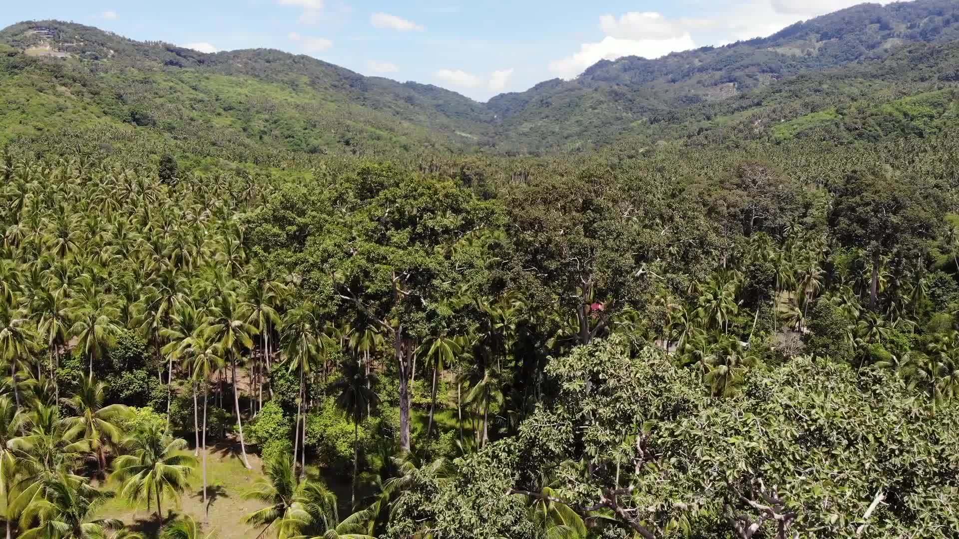 在泰国苏梅岛阳光明媚的日子里通过椰子种植园的道路穿过椰子种植园视频的预览图