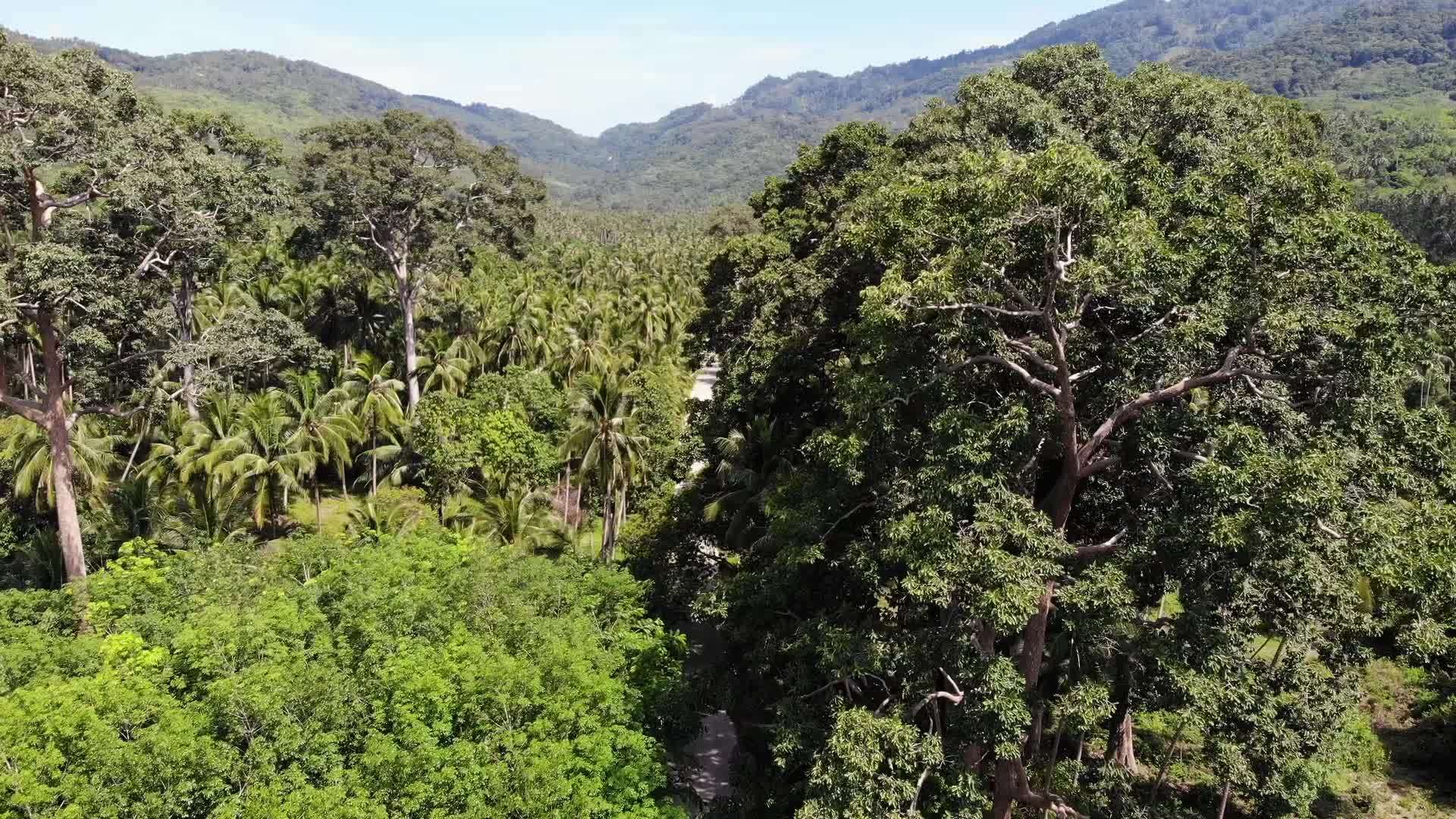 在泰国苏梅岛阳光明媚的日子里通过椰子种植园的道路穿过椰子种植园视频的预览图