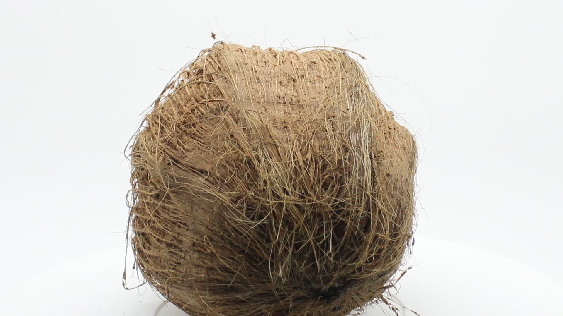 白色背景的干椰子视频的预览图