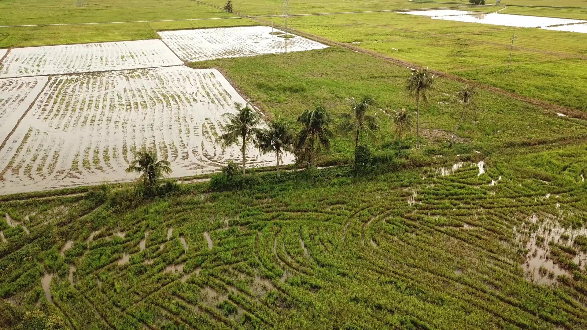 稻田周围是稻田周围的椰子树视频的预览图