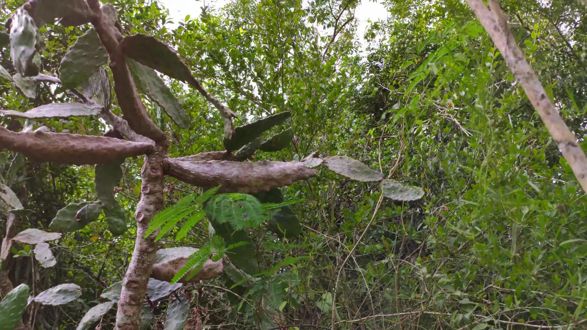 科图巴纳马国家公园自然植物详情视频的预览图