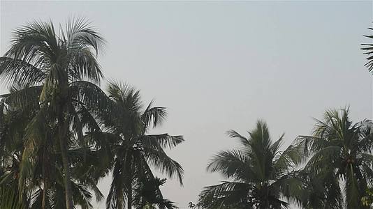可可椰子树林越南热带椰子树梢夏季日落热带椰子树视频的预览图