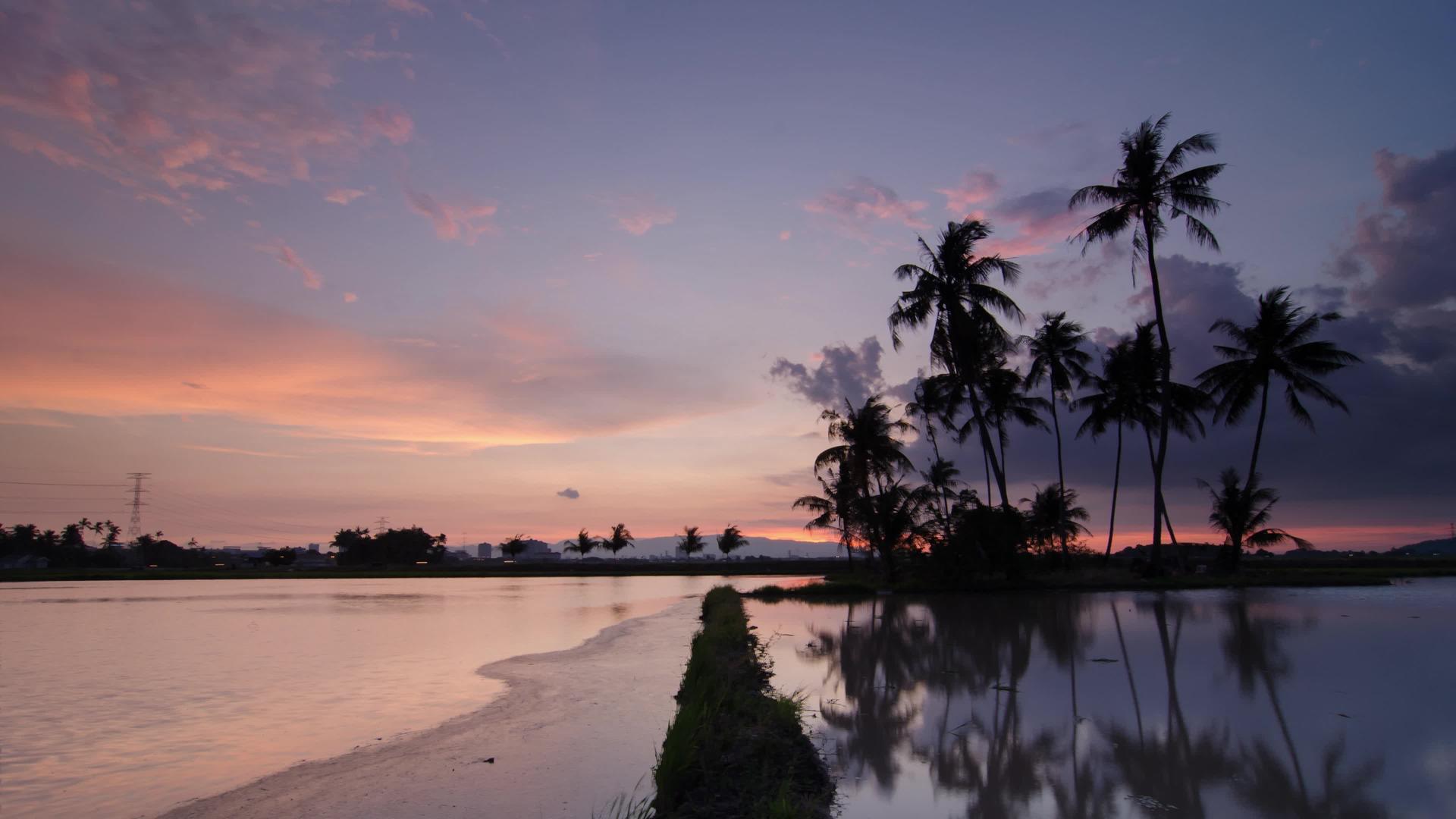 日落时间椰子农场视频的预览图