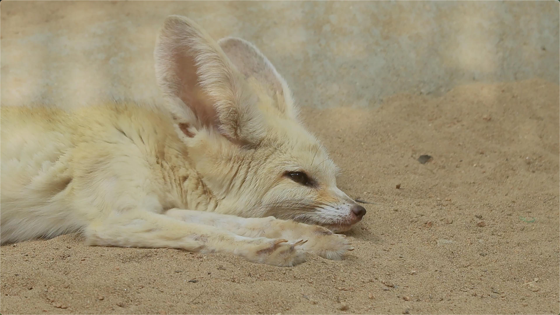4k耳廓狐实拍视频的预览图