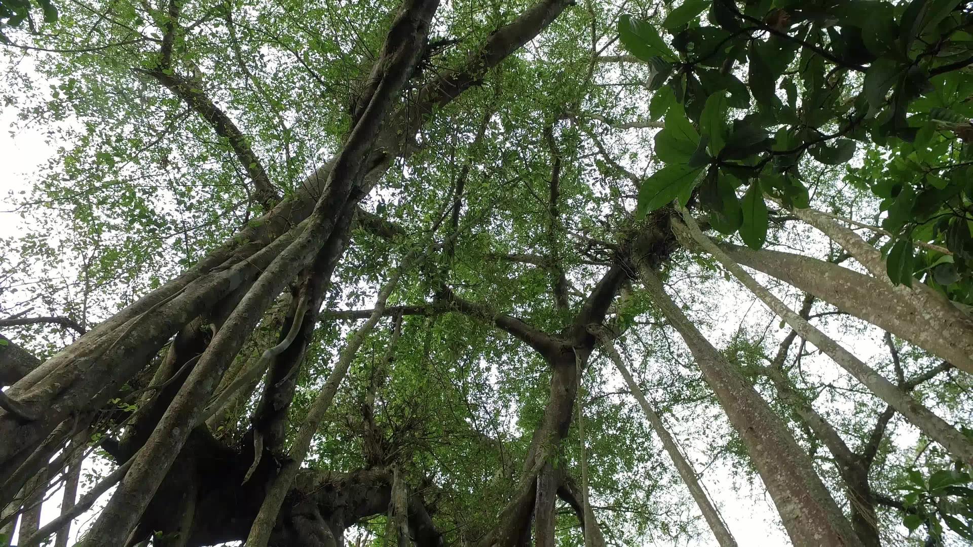 Banyan树倾斜片视频的预览图