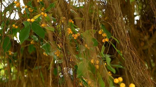悬挂在阳光和风的大印度榕树上长着棕色的气生根绿叶和黄色的叶子视频的预览图