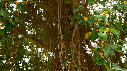 悬挂在阳光和风的大印度榕树上长着棕色的气生根绿叶和黄色的叶子视频的预览图