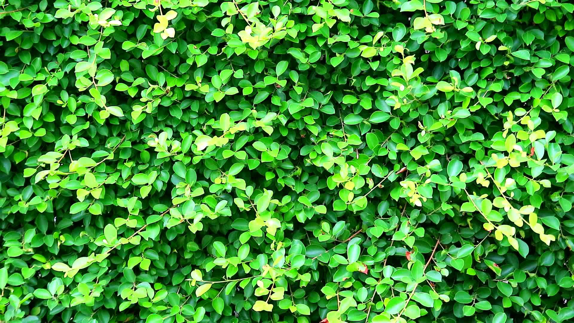 天然新鲜绿叶不伦多尼西亚视频的预览图