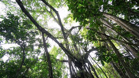 查查雨林中的班扬树视频的预览图