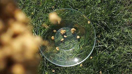 美食早餐花生豆核仁面粉和栗子坚果倒在绿色草坪上视频的预览图
