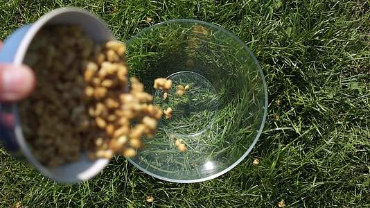 健康早餐户外野餐带坚果麦片的麦片倒入天然绿草中视频的预览图