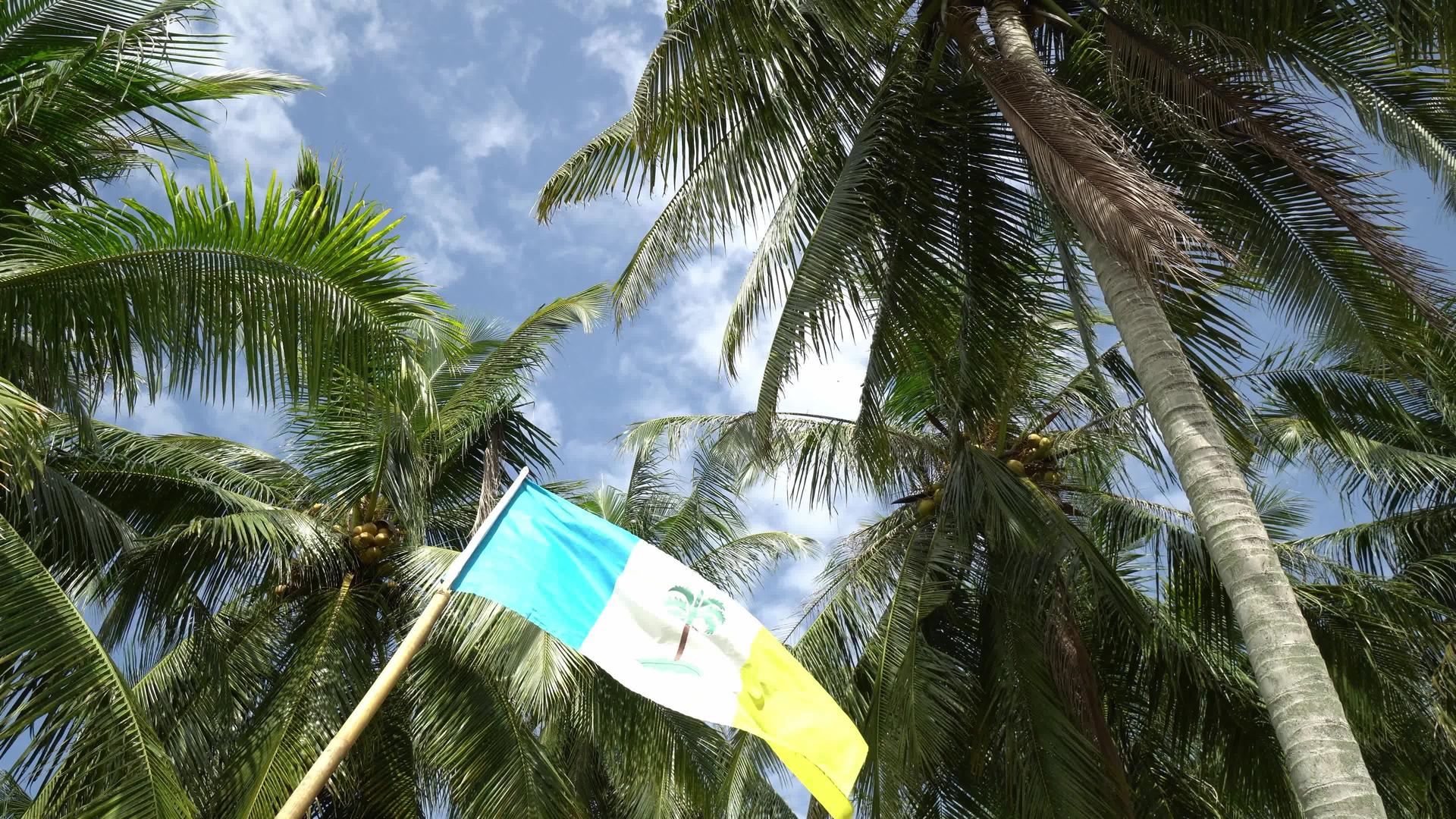 椰子棕榈树的旗帜视频的预览图
