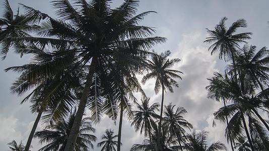 椰子上漂浮着白云视频的预览图
